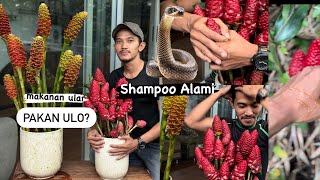 Shampoo alami dari lempuyang [upl. by Ossy]