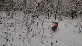 Vokiečių spanielis Deutscher Wachtelhund WAX z Sosnowej Zagrody in driven hunt [upl. by Akerahs932]