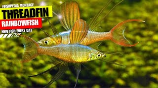 Threadfin Rainbowfish Iriatherina Werneri  Underwater Symphonyquot FISH4U [upl. by Imogen314]