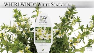 Proven Winners® Gardener Channel Proven Winners® Whirlwind® White Scaevola [upl. by Hindu552]