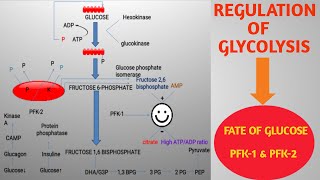 Regulation Of Glycolysis  Role Of PFK1 and PFK2  Fate of Glucose [upl. by Hefter594]