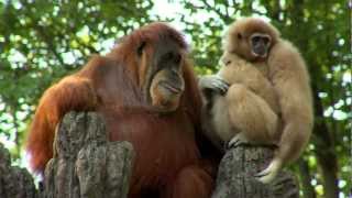 Orangutan Loves Gibbon Baby  Cincinnati Zoo [upl. by Irrehs]