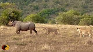 WILD Lions Try Take Down RARE Black Rhino [upl. by Allemrac182]