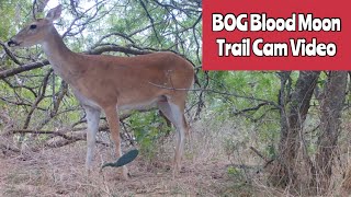 BOG Blood Moon Trail Camera July 227 2024 [upl. by Baoj]