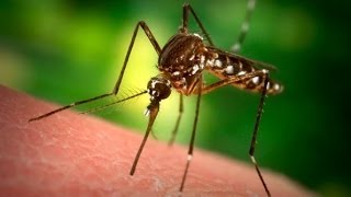 Santé  Tout savoir sur le paludisme ou malaria [upl. by Ingaberg]