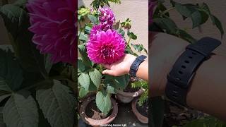 बड़ेबड़े फूल चाहिए तो Dahlia plant kaise lagaye जान लें  How to start growing Dahlia plant [upl. by Adel414]