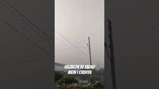 Mausam badalte hi pakshiyon ka aana shuruchidiya [upl. by Hadeehsar]