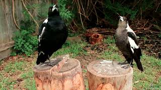 R2D2 amp Tiny Tim the Australian Magpies Sing a Duet [upl. by Belden]