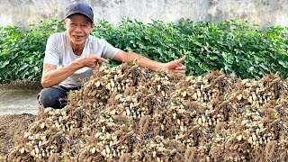 Minimal Soil Maximum Harvest Super Easy Peanut Growing with Just a Foam Box [upl. by Annazus]