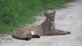 Florida Panther Encounter  752014 [upl. by Airtened]