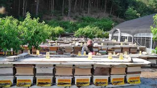 Process of producing 100 real natural honey  Korean Real BeeFarm [upl. by Rocca875]