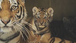 Tiger Cub Update at Six Weeks Old [upl. by Sowell]