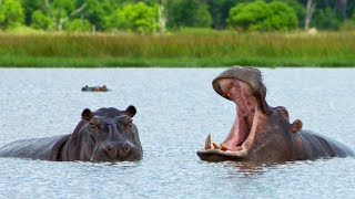 2 Ataques Terríveis de Hipopótamo No Lago Mais Perigoso da África [upl. by Enrobialc768]