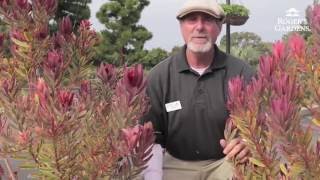 How to Prune a Leucadendron with David Rizzo [upl. by Florette]