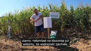 Kukurydza na pustyni Jak radzą sobie odmiany kukurydzy w skrajnie suchych warunkach [upl. by Neille840]