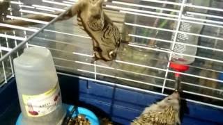 Petauro robando comida a un erizo  the sugar glider VS hedgehog [upl. by Robison]