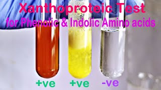 Xanthoproteic Test Practical Experiment [upl. by Aim]