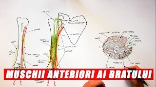 Mușchii anteriori ai brațului [upl. by Nosle52]