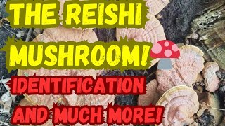 The Reishi Mushroom Identification and Much More🍄 [upl. by Ocsirf469]