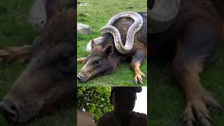 Snake and pig  animals shortsvideo viralvideo wildlife snake [upl. by Azal]