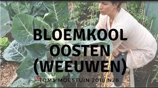 TM1826  Mijn weeuwenteelt bloemkool oogsten [upl. by Culberson]