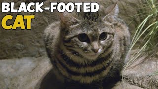 Feeding the black footed cats [upl. by Kriste]