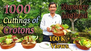 Grow 1000 of CROTONS Cuttings in the Easiest Nursery Method [upl. by Sutit67]