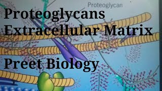 Proteoglycan l Extracellular Matrix l Cell Biology [upl. by Labors]