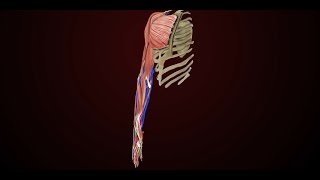 VA disability ratings for Muscle Injuries The Forearm and Hand [upl. by Eng]