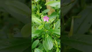 Talinum paniculatumplants nature reelsgardeningyutubeshorts shortsyoutubeshort youtubereels [upl. by Iturk]