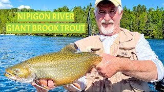 Nipigon River Giant Brook Trout [upl. by Morna]