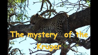 The Mystery of the Kruger [upl. by Anaizit]