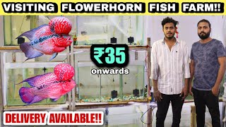 ₹35 முதல் Flowerhorn Fish விற்பனைக்கு  Low price Flowerhorn fish  Flowerhorn fish farm in tamil [upl. by Sunderland]