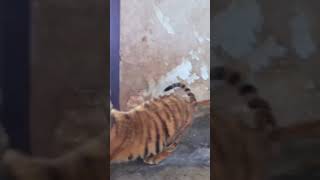 Tiger cubs involved in altercation [upl. by Yrral]