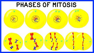 Phases of Mitosis and Cell Division [upl. by Tom]