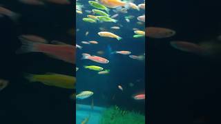 Aquarium Fish Serenity Relaxing Indian Instrumental Background flute classicalmusic shorts [upl. by Aicenat]