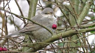 Barred Warbler Sylvia nisoria [upl. by Saucy]