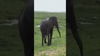 The crowd of elephants cheerfully shielded to invite the child elephant  shorts [upl. by Leivad]