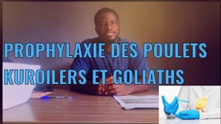 PROPHYLAXIE MÉDICALE DES POULETS KUROILERS ET GOLIATHS [upl. by Dorcy216]