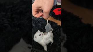 Cute white kitten first time playing catshorts cuteanimals [upl. by Abehsile263]