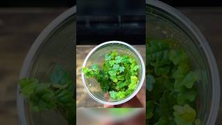 How To Propagate Oak Leaf Creeping Fig 🌱 [upl. by Norling]