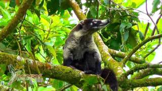 Arenal Volcano Hike  Jacamar Tours [upl. by Eisoj]