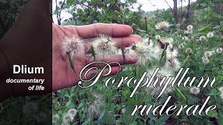 Yerba porosa Porophyllum ruderale [upl. by Notlew]