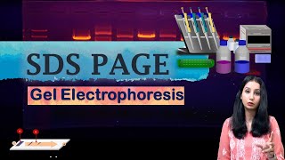 SDS PAGE I Polyacrylamide Gel Electrophoresis I Technique Complete Detail [upl. by Mendez]