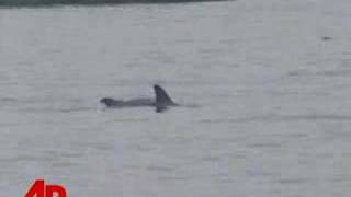 Wayward Dolphins Allowed to Stay in NJ River [upl. by Othilia909]