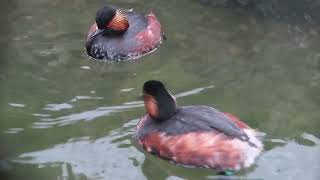 Blacknecked grebe Podiceps nigricollis social behaviour [upl. by Ecitnerp602]