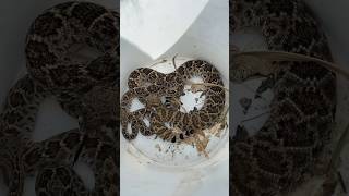 Rattlesnake in the Yard Snake Bite Scare [upl. by Bridgette]