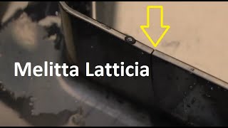 Melitta Latticia OT F300100  Pękła tacka  Ekspres do kawy  Broken tray  Failure  Crack [upl. by Katey554]