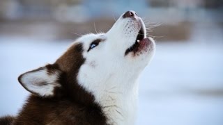 HUSKY BARKING  HUSKY HOWLING AND BARKING COMPILATION 2016 [upl. by Brabazon]