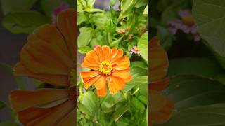 different zinnia flower plant [upl. by Naux]